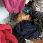 amaleaked.pk-Rosa-Musante-1079