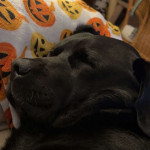 amaleaked.pk-Rosa-Musante-1509