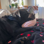 amaleaked.pk-Rosa-Musante-1565