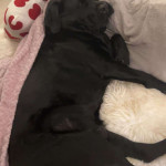 amaleaked.pk-Rosa-Musante-1580