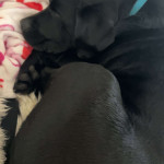 amaleaked.pk-Rosa-Musante-1670