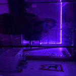 amaleaked.pk-Rosa-Musante-1838