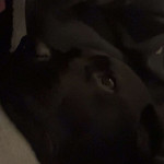 amaleaked.pk-Rosa-Musante-1848