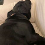 amaleaked.pk-Rosa-Musante-1849