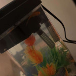 amaleaked.pk-Rosa-Musante-1877