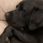 amaleaked.pk-Rosa-Musante-1897