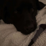 amaleaked.pk-Rosa-Musante-1907