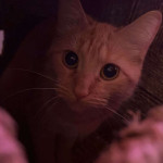 amaleaked.pk-Rosa-Musante-1912