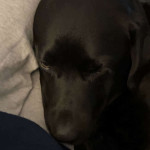 amaleaked.pk-Rosa-Musante-1916