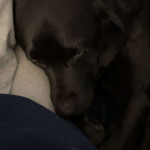 amaleaked.pk-Rosa-Musante-1921