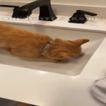 amaleaked.pk-Rosa-Musante-245