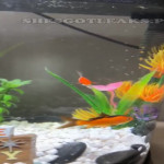 amaleaked.pk-Rosa-Musante-274