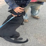 amaleaked.pk-Rosa-Musante-315