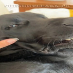 amaleaked.pk-Rosa-Musante-375