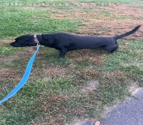 amaleaked.pk Rosa Musante 391