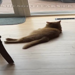 amaleaked.pk-Rosa-Musante-423