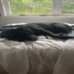 amaleaked.pk-Rosa-Musante-463