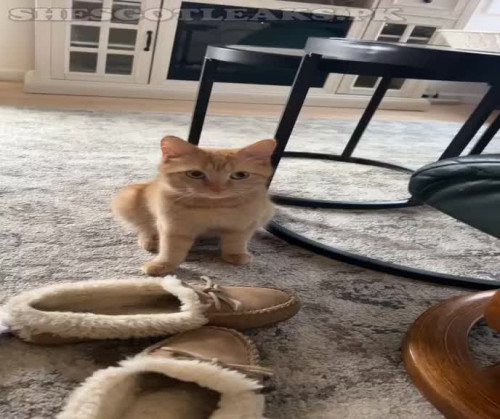 amaleaked.pk Rosa Musante 502