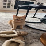 amaleaked.pk-Rosa-Musante-502