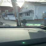 amaleaked.pk-Rosa-Musante-553