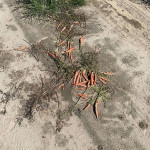 amaleaked.pk-Rosa-Musante-685