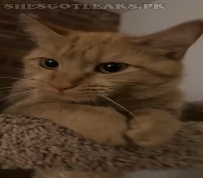 amaleaked.pk-Rosa-Musante-690.mp4