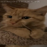 amaleaked.pk-Rosa-Musante-690