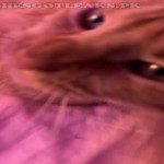 amaleaked.pk-Rosa-Musante-715