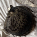 amaleaked.pk-Rosa-Musante-822