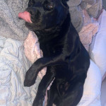 amaleaked.pk-Rosa-Musante-852