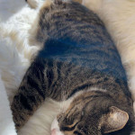 amaleaked.pk-Rosa-Musante-890