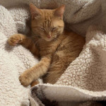 amaleaked.pk-Rosa-Musante-919